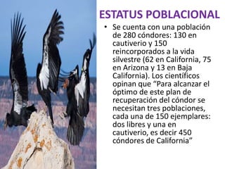 ESTATUS POBLACIONAL
• Se cuenta con una población
  de 280 cóndores: 130 en
  cautiverio y 150
  reincorporados a la vida
  silvestre (62 en California, 75
  en Arizona y 13 en Baja
  California). Los científicos
  opinan que “Para alcanzar el
  óptimo de este plan de
  recuperación del cóndor se
  necesitan tres poblaciones,
  cada una de 150 ejemplares:
  dos libres y una en
  cautiverio, es decir 450
  cóndores de California”
 