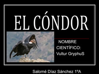 NOMBRE
CIENTÍFICO:
Vultur GryphuS
Salomé Díaz Sánchez 1ºA
 