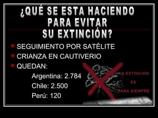  SEGUIMIENTO POR SATÉLITE
 CRIANZA EN CAUTIVERIO
 QUEDAN:
Argentina: 2.784
Chile: 2.500
Perú: 120
 