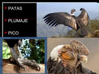  PATAS
 PLUMAJE
 PICO
 
