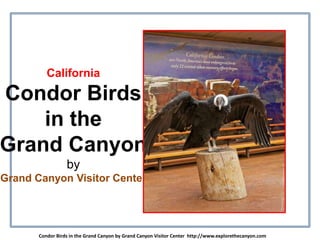 California
Condor Birds
in the
Grand Canyon
by
Grand Canyon Visitor Center
Condor Birds in the Grand Canyon by Grand Canyon Visitor Center http://www.explorethecanyon.com
 