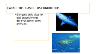 • El órgano de la vista no
está especialmente
desarrollado en estos
animales.
CARACTERISTICAS DE LOS CONDRICTIOS
 