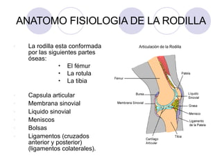 ANATOMO FISIOLOGIA DE LA RODILLA
v La rodilla esta conformada
por las siguientes partes
óseas:
• El fémur
• La rotula
• La tibia
v Capsula articular
v Membrana sinovial
v Liquido sinovial
v Meniscos
v Bolsas
v Ligamentos (cruzados
anterior y posterior)
(ligamentos colaterales).
 
