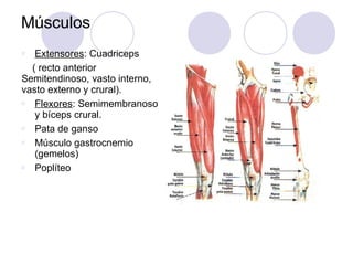 Músculos
Ø Extensores: Cuadriceps
( recto anterior
Semitendinoso, vasto interno,
vasto externo y crural).
Ø Flexores: Semimembranoso
y bíceps crural.
Ø Pata de ganso
Ø Músculo gastrocnemio
(gemelos)
Ø Poplíteo
 