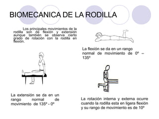 BIOMECANICA DE LA RODILLA
Los principales movimientos de la
rodilla son de flexión y extensión
aunque también se observa cierto
grado de rotación con la rodilla en
flexión.
La extensión se da en un
rango normal de
movimiento de 135º - 0º
La flexión se da en un rango
normal de movimiento de 0º –
135º
La rotación interna y externa ocurre
cuando la rodilla esta en ligera flexión
y su rango de movimiento es de 10º
 