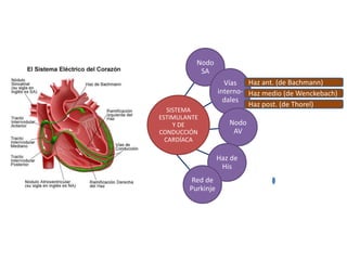 Nodo
SA
Vías
interno-
dales
Nodo
AV
Haz de
His
SISTEMA
ESTIMULANTE
Y DE
CONDUCCIÓN
CARDÍACA
Red de
Purkinje
Haz ant. (de Bachmann)
Haz post. (de Thorel)
Haz medio (de Wenckebach)
 