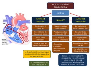 DOS SISTEMAS DE
CONDUCCIÓN
Actividad
auricular
controla
Comienza en el
nodo SA
Frec intrínsica de
disparo más ráoido
Actúa como
marcapaso
En pared post. AD
debajo abertura VCS
Nodo AV
Establece conducc.
unidireccional
Pared post. debajo
endocardio AD
-Reg. AN de
transición
-Reg. N o medial
-Reg. NH
Actividad
ventricular
Sist. de Purkinje
inicia conducc. Ven.
Se extiende de
inmediato (0.03s)
Se originan en el
Nodo AV
Luego forman el Haz
de His
Se subdividen en
Fibras de PurkinjeLa despolarización auricular sigue
una dirección inferior, izquierda y
un poco posterior.
La AD se despolariza un
poco antes que la AI
Se divide en 3
regiones funcionales
Debido a su proximidad con la
válvula aórtica y el anillo valvular
mitral, el Haz de His está
predispuesto a la inflamación y
depósito de detritos calcificados.
 