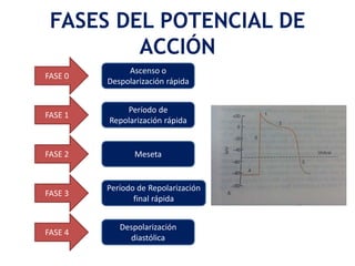 FASES DEL POTENCIAL DE
ACCIÓN
FASE 0
FASE 1
FASE 4
FASE 2
FASE 3
Ascenso o
Despolarización rápida
Período de
Repolarización rápida
Meseta
Período de Repolarización
final rápida
Despolarización
diastólica
 