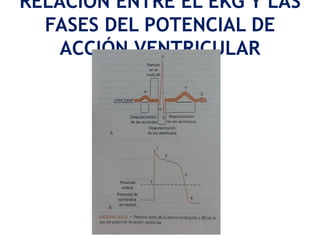 RELACIÓN ENTRE EL EKG Y LAS
FASES DEL POTENCIAL DE
ACCIÓN VENTRICULAR
 