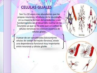 Son 5 a 10 veces mas abundantes que las
propias neuronas, la células de la neurología,
en su mayoría derivan del ectodermo y son
fundamentales en el desarrollo normal de las
neuronas ya que se ha visto que un cultivo de
células nerviosas no crece en ausencia de
células gliales .
A pesar de ser consideradas básicamente
células de sostén del tejido nervioso, existe
una dependencia funcional muy importante
entre neuronas y células gliales
 