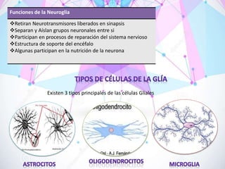 Funciones de la Neuroglia
Retiran Neurotransmisores liberados en sinapsis
Separan y Aíslan grupos neuronales entre si
Participan en procesos de reparación del sistema nervioso
Estructura de soporte del encéfalo
Algunas participan en la nutrición de la neurona
Existen 3 tipos principales de las células Gliales
 