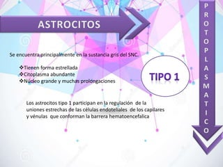 Se encuentra principalmente en la sustancia gris del SNC.
Tienen forma estrellada
Citoplasma abundante
Núcleo grande y muchas prolongaciones
Los astrocitos tipo 1 participan en la regulación de la
uniones estrechas de las células endoteliales de los capilares
y vénulas que conforman la barrera hematoencefalica
 