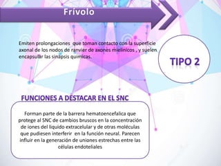 Frívolo
Emiten prolongaciones que toman contacto con la superficie
axonal de los nodos de ranvier de axones mielinicos , y suelen
encapsular las sinapsis quimicas.
Forman parte de la barrera hematoencefalica que
protege al SNC de cambios bruscos en la concentración
de iones del liquido extracelular y de otras moléculas
que pudiesen interferir en la función neural. Parecen
influir en la generación de uniones estrechas entre las
células endoteliales
 
