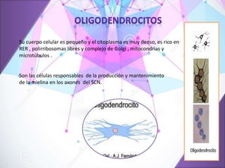 Su cuerpo celular es pequeño y el citoplasma es muy denso, es rico en
RER , polirribosomas libres y complejo de Golgi , mitocondrias y
microtúbulos .
Son las células responsables de la producción y mantenimiento
de la mielina en los axones del SCN.
 
