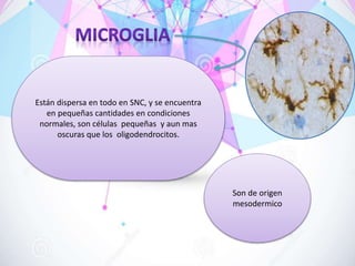 Están dispersa en todo en SNC, y se encuentra
en pequeñas cantidades en condiciones
normales, son células pequeñas y aun mas
oscuras que los oligodendrocitos.
Son de origen
mesodermico
 