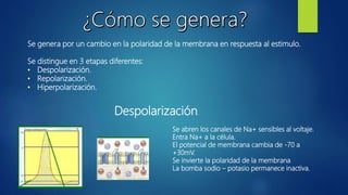 Se genera por un cambio en la polaridad de la membrana en respuesta al estimulo.
Se distingue en 3 etapas diferentes:
• Despolarización.
• Repolarización.
• Hiperpolarización.
Despolarización.
Se abren los canales de Na+ sensibles al voltaje.
Entra Na+ a la célula.
El potencial de membrana cambia de -70 a
+30mV.
Se invierte la polaridad de la membrana
La bomba sodio – potasio permanece inactiva.
 