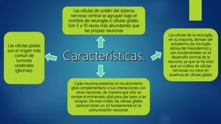 Las células de sostén del sistema
nervioso central se agrupan bajo el
nombre de neuroglía o células gliales.
Son 5 a 10 veces más abundantes que
las propias neuronas
Las células de la neuroglía,
en su mayoría, derivan del
ectodermo (la microglía
deriva del mesodermo) y
son fundamentales en el
desarrollo normal de la
neurona, ya que se ha visto
que un cultivo de células
nerviosas no crece en
ausencia de células gliales
Cada neurona presenta un recubrimiento
glial complementario a sus interacciones con
otras neuronas, de manera que sólo se
rompe el entramado glial para dar paso a las
sinapsis. De este modo, las células gliales
parecen tener un rol fundamental en la
comunicación neuronal.
Las células gliales
son el origen más
común de
tumores
cerebrales
(gliomas).
 