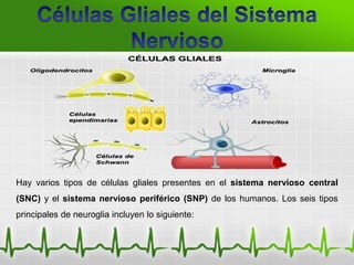 Hay varios tipos de células gliales presentes en el sistema nervioso central
(SNC) y el sistema nervioso periférico (SNP) de los humanos. Los seis tipos
principales de neuroglia incluyen lo siguiente:
 