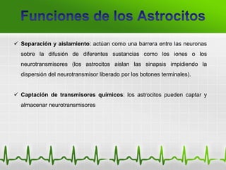  Separación y aislamiento: actúan como una barrera entre las neuronas
sobre la difusión de diferentes sustancias como los iones o los
neurotransmisores (los astrocitos aislan las sinapsis impidiendo la
dispersión del neurotransmisor liberado por los botones terminales).
 Captación de transmisores químicos: los astrocitos pueden captar y
almacenar neurotransmisores
 