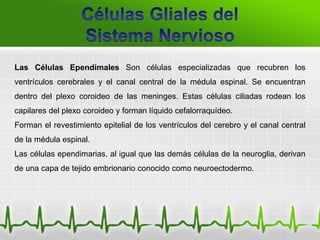 Las Células Ependimales Son células especializadas que recubren los
ventrículos cerebrales y el canal central de la médula espinal. Se encuentran
dentro del plexo coroideo de las meninges. Estas células ciliadas rodean los
capilares del plexo coroideo y forman líquido cefalorraquídeo.
Forman el revestimiento epitelial de los ventrículos del cerebro y el canal central
de la médula espinal.
Las células ependimarias, al igual que las demás células de la neuroglia, derivan
de una capa de tejido embrionario conocido como neuroectodermo.
 