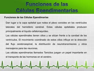 Funciones de las Células Ependimarias
Dan lugar a la capa epitelial que rodea el plexo coroideo en los ventrículos
laterales del hemisferio cerebral. Estas células epiteliales producen
principalmente el líquido cefalorraquídeo.
Las células ependimales tienen cilios y se sitúan frente a la cavidad de los
ventrículos. El movimiento coordinado de estos cilios influye en la dirección
del flujo cerebroespinal, la distribución de neurotransmisores y otros
mensajeros para las neuronas.
Las células ependimarias llamados Tanicitos juegan un papel importante en
el transporte de las hormonas en el cerebro.
 