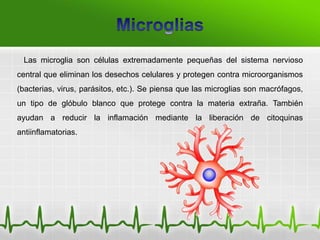 Las microglia son células extremadamente pequeñas del sistema nervioso
central que eliminan los desechos celulares y protegen contra microorganismos
(bacterias, virus, parásitos, etc.). Se piensa que las microglias son macrófagos,
un tipo de glóbulo blanco que protege contra la materia extraña. También
ayudan a reducir la inflamación mediante la liberación de citoquinas
antiinflamatorias.
 