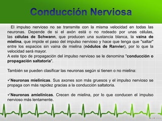 El impulso nervioso no se transmite con la misma velocidad en todas las
neuronas. Depende de si el axón está o no rodeado por unas células,
las células de Schwann, que producen una sustancia blanca, la vaina de
mielina, que impide el paso del impulso nervioso y hace que tenga que "saltar"
entre los espacios sin vaina de mielina (nódulos de Ranvier), por lo que la
velocidad será mayor.
A este tipo de propagación del impulso nervioso se le denomina "conducción o
propagación saltatoria".
También se pueden clasificar las neuronas según si tienen o no mielina:
Neuronas mielínicas. Sus axones son más gruesos y el impulso nervioso se
propaga con más rapidez gracias a la conducción saltatoria.
Neuronas amielínicas. Crecen de mielina, por lo que conducen el impulso
nervioso más lentamente.
 