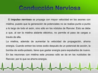 El impulso nervioso se propaga con mayor velocidad en los axones con
mielina, puesto que la generación de potenciales no se realiza punto a punto
a lo largo de todo el axón, sino sólo en los nódulos de Ranvier. Esto se debe
a que, al ser la mielina aislante eléctrico, no permite el paso de cargas a
través de ella.
La mielina, además de aumentar la velocidad de propagación, ahorra
energía. Cuando entran los iones sodio después de un potencial de acción, la
bomba de sodio-potasio, tiene que gastar energía para expulsarlos de nuevo.
En las neuronas con mielina este proceso sólo se da en los nuódulos de
Ranvier, por lo que se ahorra energía.
 