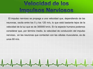 El impulso nervioso se propaga a una velocidad que, dependiendo de las
neuronas, oscila entre los 5 y los 120 m/s, lo que está bastante lejos de la
velocidad de la luz que es de 300000 km/s. En la especie humana podemos
considerar que, por término medio, la velocidad de conducción del impulso
nervioso, en las neuronas que contactan con las células musculares, es de
unos 60 m/s.
 