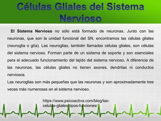 https://www.psicoactiva.com/blog/las-
celulas-gliales-tipos-funciones/
El Sistema Nervioso no sólo está formado de neuronas. Junto con las
neuronas, que son la unidad funcional del SN, encontramos las células gliales
(neuroglia o glía). Las neuroglias, también llamadas células gliales, son células
del sistema nervioso. Forman parte de un sistema de soporte y son esenciales
para el adecuado funcionamiento del tejido del sistema nervioso. A diferencia de
las neuronas, las células gliales no tienen axones, dendritas ni conductos
nerviosos.
Las neuroglias son más pequeñas que las neuronas y son aproximadamente tres
veces más numerosas en el sistema nervioso.
 