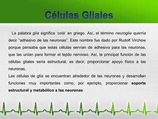 La palabra glía significa ‘cola’ en griego. Así, el término neuroglia querría
decir “adhesivo de las neuronas”. Este nombre fue dado por Rudolf Virchow
porque pensaba que estas células servían de adhesivo para las neuronas,
que las unían para formar el tejido nervioso. Así, la principal función de las
células gliales sería estructural, es decir, proporcionar apoyo físico a las
neuronas.
Las células de glía se encuentran alrededor de las neuronas y desarrollan
funciones muy importantes como, por ejemplo, proporcionar soporte
estructural y metabólico a las neuronas
 