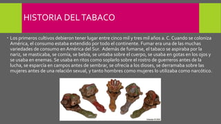 HISTORIA DELTABACO
 Los primeros cultivos debieron tener lugar entre cinco mil y tres mil años a. C. Cuando se coloniza
América, el consumo estaba extendido por todo el continente. Fumar era una de las muchas
variedades de consumo en América del Sur. Además de fumarse, el tabaco se aspiraba por la
nariz, se masticaba, se comía, se bebía, se untaba sobre el cuerpo, se usaba en gotas en los ojos y
se usaba en enemas. Se usaba en ritos como soplarlo sobre el rostro de guerreros antes de la
lucha, se esparcía en campos antes de sembrar, se ofrecía a los dioses, se derramaba sobre las
mujeres antes de una relación sexual, y tanto hombres como mujeres lo utilizaba como narcótico.
 