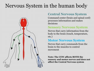Nervous System in the human body
Central Nervous System
Command center (brain and spinal cord)
processes information and makes
decisions
Sensory Nervous System
Nerves that carry information from the
body to the brain (touch, temperature,
etc.)
Motor Nervous System
Nerves that carry commands from the
brain to the muscles to control
movement
Note: The CEW affects BOTH the
sensory and motor nerves and does not
affect the Central Nervous system
 
