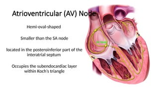 Conducting System of Heart Nerve Supply.pptx