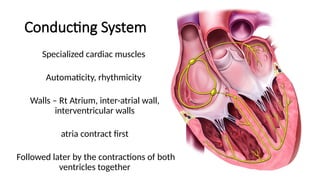 Conducting System of Heart Nerve Supply.pptx