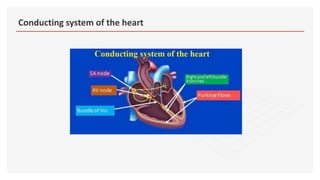 Conducting system of the heart
 