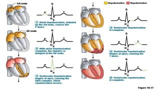 Conduction disorders.pptx