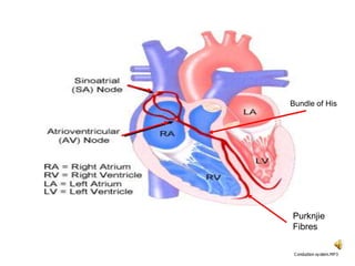 Bundle of His
Purknjie
Fibres
C onduction sy stem.MP3
