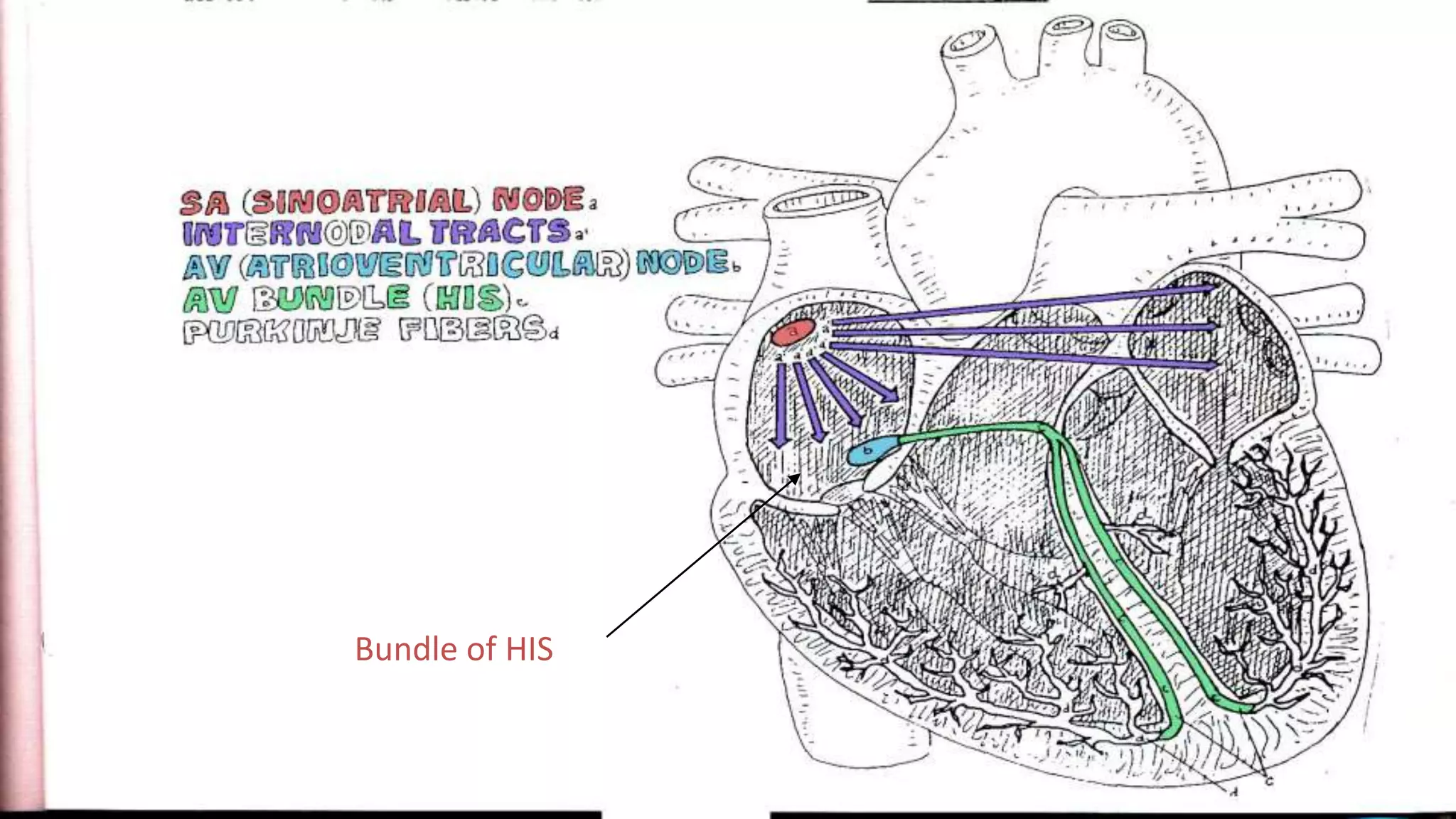 Conduction system of the heart | PPTX