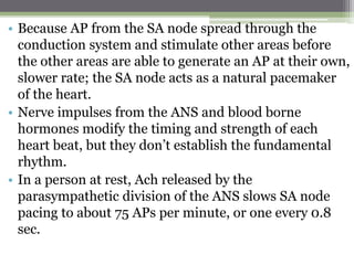 • Because AP from the SA node spread through the
conduction system and stimulate other areas before
the other areas are able to generate an AP at their own,
slower rate; the SA node acts as a natural pacemaker
of the heart.
• Nerve impulses from the ANS and blood borne
hormones modify the timing and strength of each
heart beat, but they don’t establish the fundamental
rhythm.
• In a person at rest, Ach released by the
parasympathetic division of the ANS slows SA node
pacing to about 75 APs per minute, or one every 0.8
sec.
 