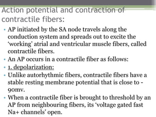 Action potential and contraction of
contractile fibers:
• AP initiated by the SA node travels along the
conduction system and spreads out to excite the
‘working’ atrial and ventricular muscle fibers, called
contractile fibers.
• An AP occurs in a contractile fiber as follows:
• 1. depolarization:
• Unlike autorhythmic fibers, contractile fibers have a
stable resting membrane potential that is close to -
90mv.
• When a contractile fiber is brought to threshold by an
AP from neighbouring fibers, its ‘voltage gated fast
Na+ channels’ open.
 