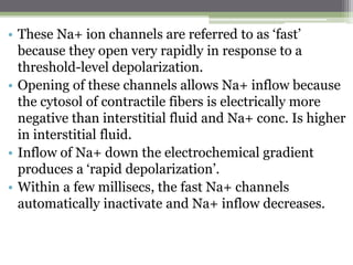 • These Na+ ion channels are referred to as ‘fast’
because they open very rapidly in response to a
threshold-level depolarization.
• Opening of these channels allows Na+ inflow because
the cytosol of contractile fibers is electrically more
negative than interstitial fluid and Na+ conc. Is higher
in interstitial fluid.
• Inflow of Na+ down the electrochemical gradient
produces a ‘rapid depolarization’.
• Within a few millisecs, the fast Na+ channels
automatically inactivate and Na+ inflow decreases.
 