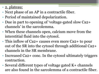 • 2. plateau:
• Next phase of an AP in a contractile fiber.
• Period of maintained depolarization.
• Due in part to opening of ‘voltage-gated slow Ca2+
channels’ in the sarcolemma.
• When these channels open, calcium move from the
interstitial fluid into the cytosol.
• This inflow of Ca2+ causes even more Ca2+ to pour
out of the SR into the cytosol through additional Ca2+
channels in the SR membrane.
• Increased Ca2+ conc. In the cytosol ultimately triggers
contraction.
• Several different types of voltage gated K+ channels
are also found in the sarcolemma of a contractile fiber.
 