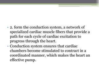 • 2. form the conduction system, a network of
specialized cardiac muscle fibers that provide a
path for each cycle of cardiac excitation to
progress through the heart.
• Conduction system ensures that cardiac
chambers become stimulated to contract in a
coordinated manner, which makes the heart an
effective pump.
 
