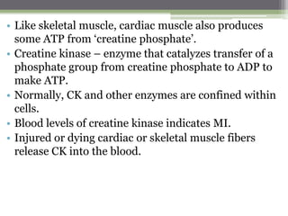 • Like skeletal muscle, cardiac muscle also produces
some ATP from ‘creatine phosphate’.
• Creatine kinase – enzyme that catalyzes transfer of a
phosphate group from creatine phosphate to ADP to
make ATP.
• Normally, CK and other enzymes are confined within
cells.
• Blood levels of creatine kinase indicates MI.
• Injured or dying cardiac or skeletal muscle fibers
release CK into the blood.
 