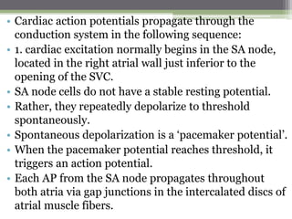 • Cardiac action potentials propagate through the
conduction system in the following sequence:
• 1. cardiac excitation normally begins in the SA node,
located in the right atrial wall just inferior to the
opening of the SVC.
• SA node cells do not have a stable resting potential.
• Rather, they repeatedly depolarize to threshold
spontaneously.
• Spontaneous depolarization is a ‘pacemaker potential’.
• When the pacemaker potential reaches threshold, it
triggers an action potential.
• Each AP from the SA node propagates throughout
both atria via gap junctions in the intercalated discs of
atrial muscle fibers.
 