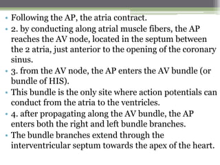 • Following the AP, the atria contract.
• 2. by conducting along atrial muscle fibers, the AP
reaches the AV node, located in the septum between
the 2 atria, just anterior to the opening of the coronary
sinus.
• 3. from the AV node, the AP enters the AV bundle (or
bundle of HIS).
• This bundle is the only site where action potentials can
conduct from the atria to the ventricles.
• 4. after propagating along the AV bundle, the AP
enters both the right and left bundle branches.
• The bundle branches extend through the
interventricular septum towards the apex of the heart.
 