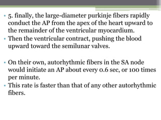 • 5. finally, the large-diameter purkinje fibers rapidly
conduct the AP from the apex of the heart upward to
the remainder of the ventricular myocardium.
• Then the ventricular contract, pushing the blood
upward toward the semilunar valves.
• On their own, autorhythmic fibers in the SA node
would initiate an AP about every 0.6 sec, or 100 times
per minute.
• This rate is faster than that of any other autorhythmic
fibers.
 