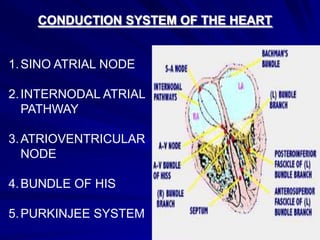 CONDUCTION SYSTEM OF THE HEART

1. SINO ATRIAL NODE

2. INTERNODAL ATRIAL
PATHWAY
3. ATRIOVENTRICULAR
NODE
4. BUNDLE OF HIS
5. PURKINJEE SYSTEM

 