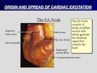 ORIGIN AND SPREAD OF CARDIAC EXCITATION

 